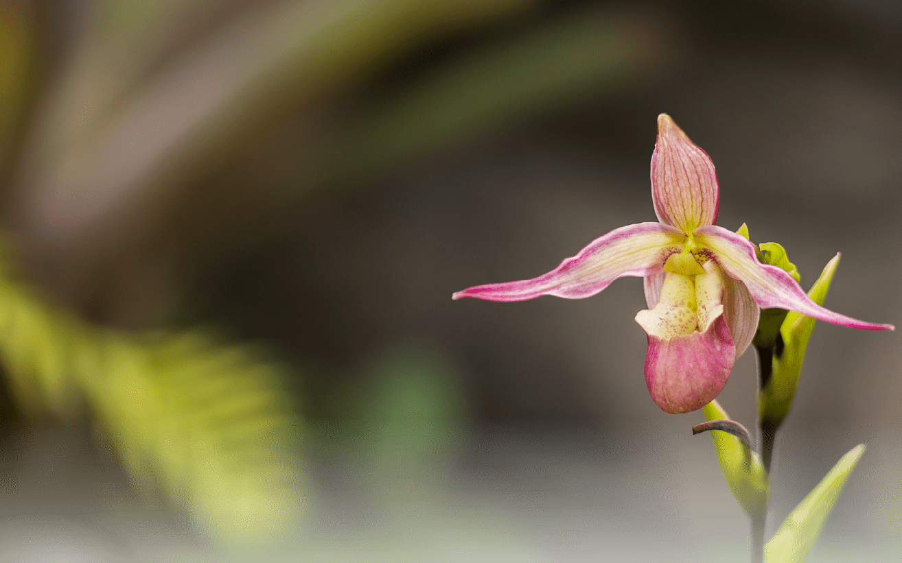 orchid showcase orchid showcase