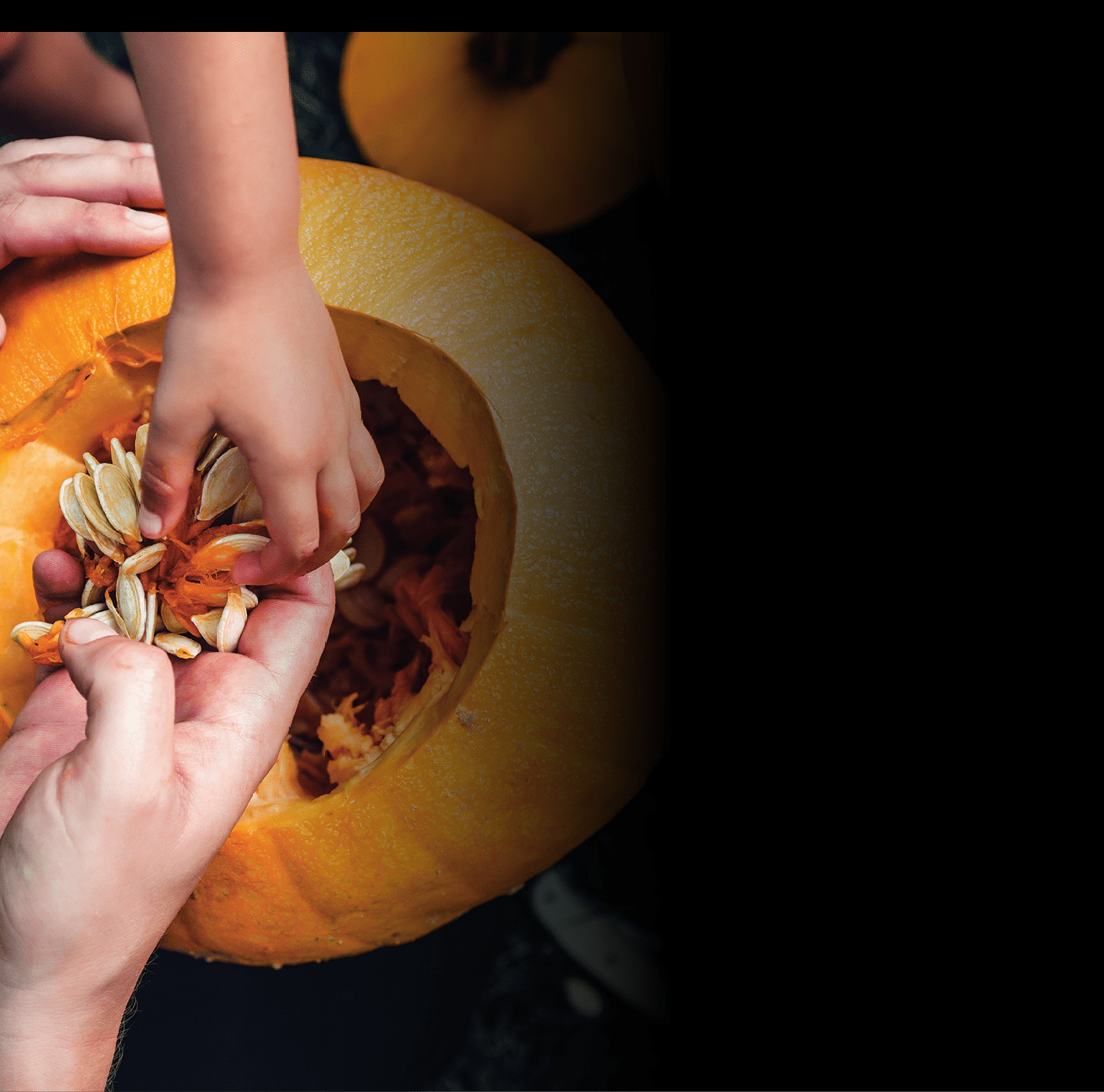 A close up of daughter and father hand who pulls seeds and fibrous material from a pumpkin before carving for Halloween. Prepares a jack-o-lantern. Decoration for party. Happy family. Little helper. Top view.