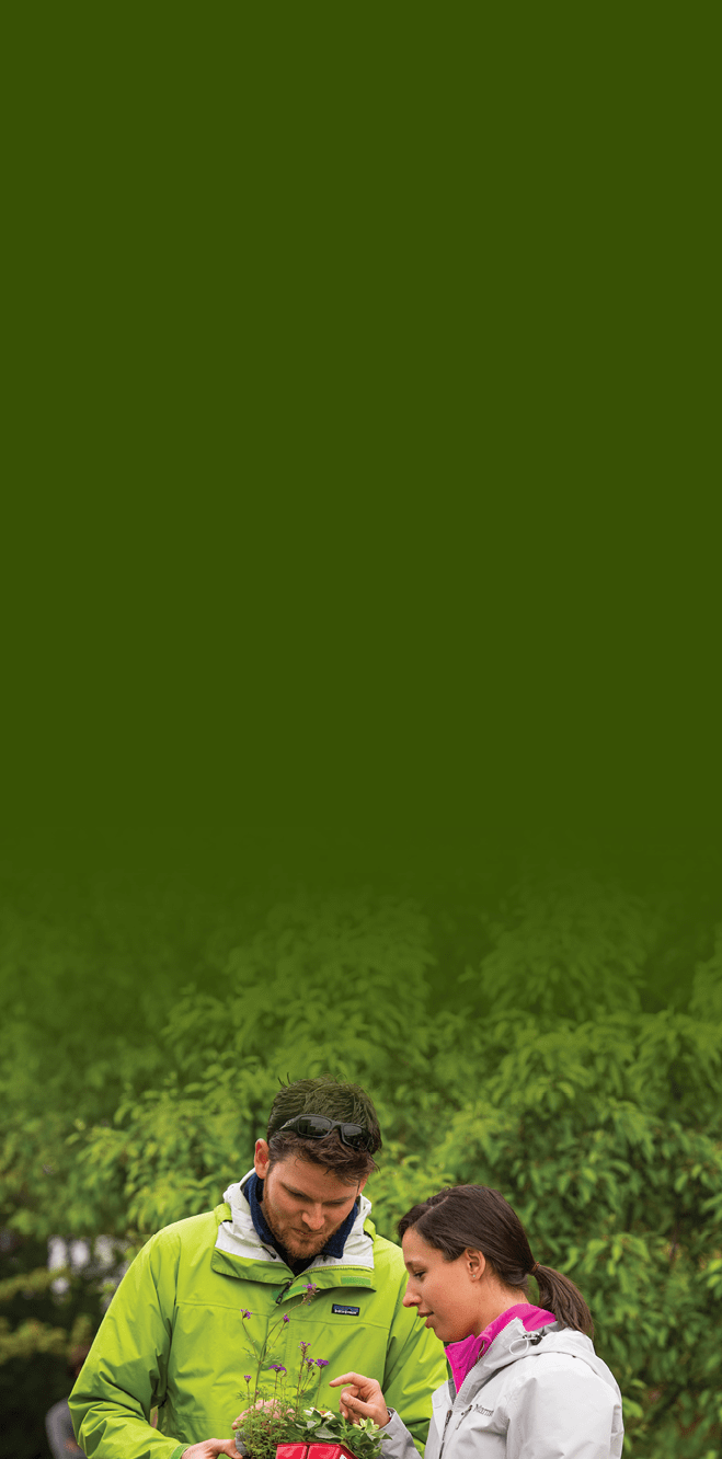 plant sale plant sale