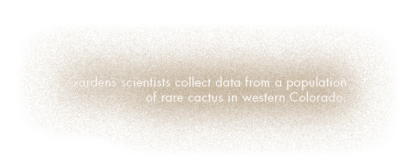 Gardens scientists collect data from a population of rare cactus in western Colorado 