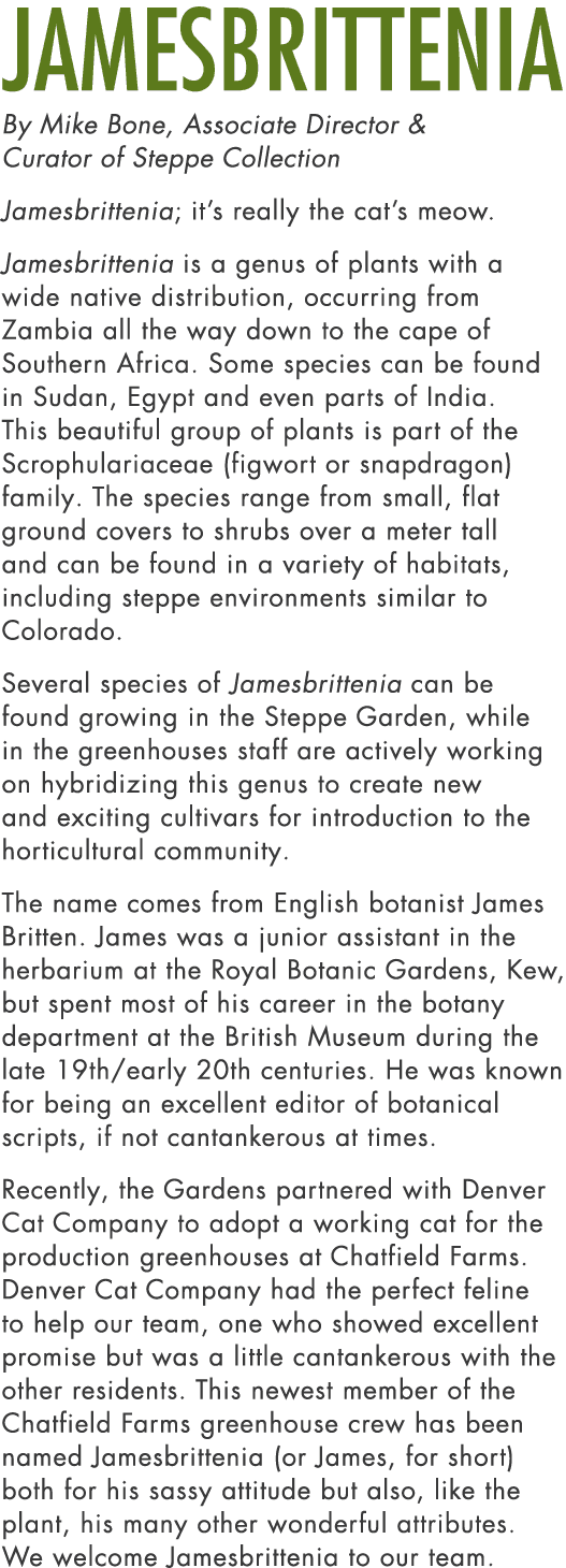 Jamesbrittenia By Mike Bone, Associate Director & Curator of Steppe Collection Jamesbrittenia; it’s really the cat’s ...