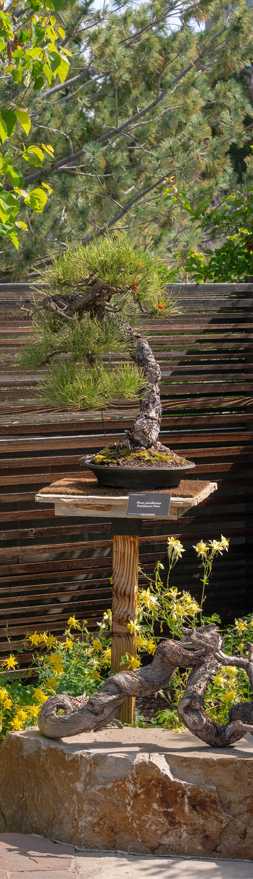 Adam Johnson Bonsai Exhibit, June 2022