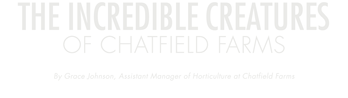 The Incredible Creatures of Chatfield Farms By Grace Johnson, Assistant Manager of Horticulture at Chatfield Farms