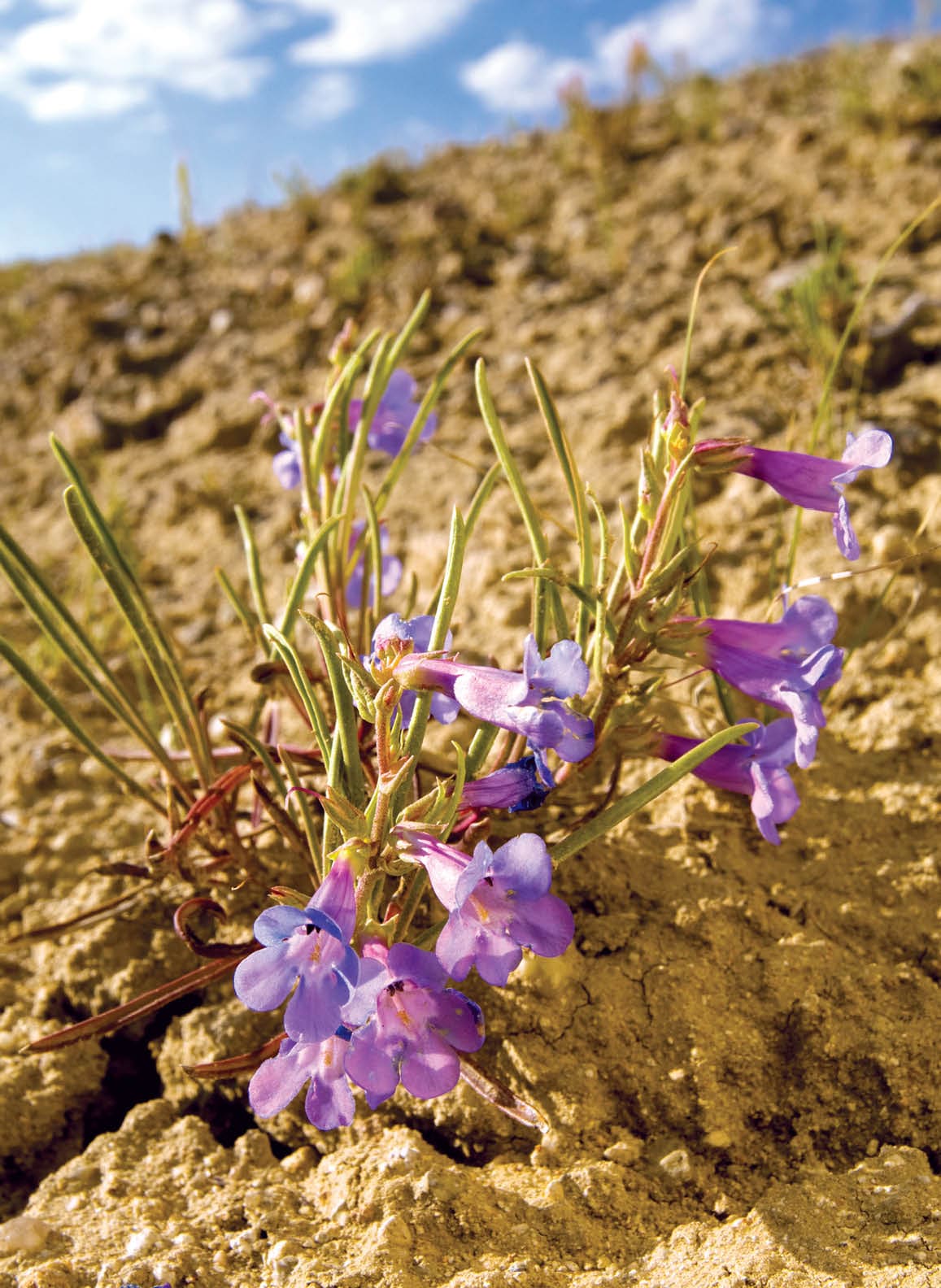 Denver Botanic Gardens