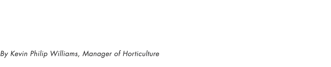 Abstract Expressions By Kevin Philip Williams, Manager of Horticulture