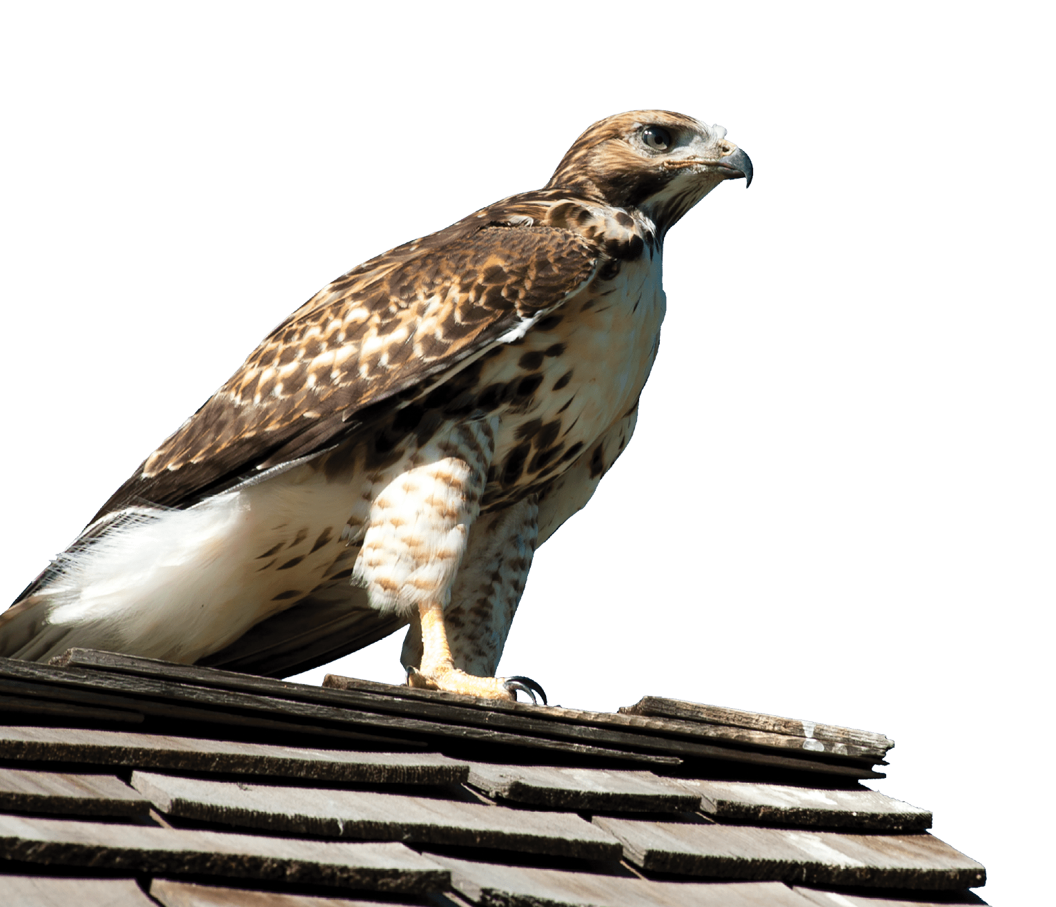 Denver Botanic Gardens at Chatfield