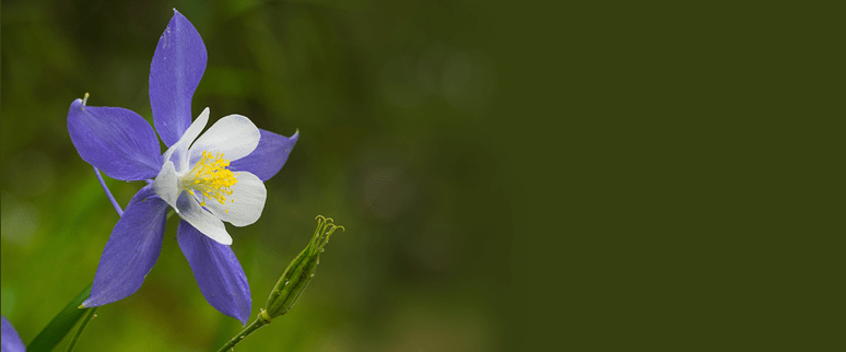 wildflowers in the field