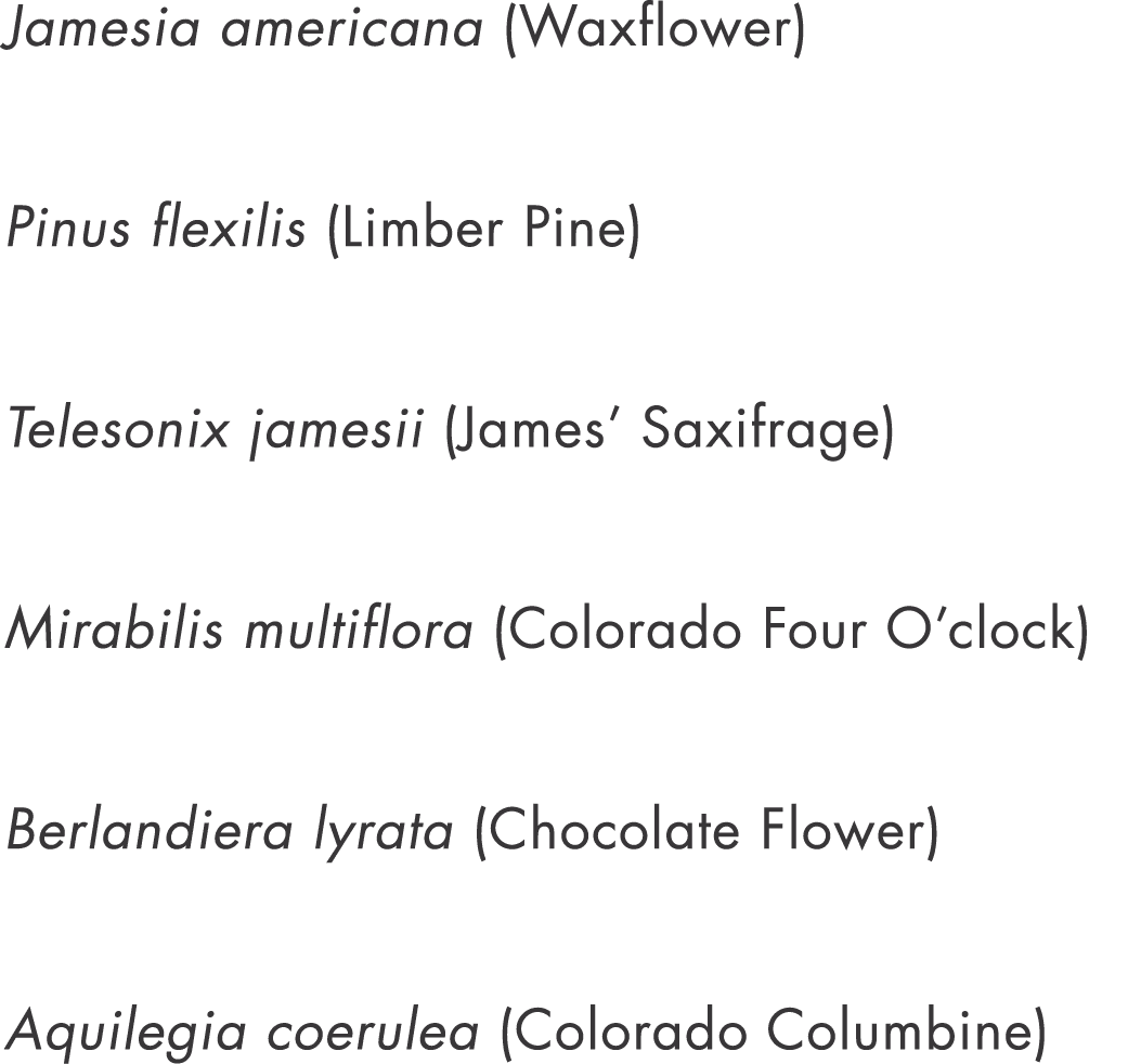 Jamesia americana (Waxflower) Pinus flexilis (Limber Pine) Telesonix jamesii (James  Saxifrage) Mirabilis multiflora    