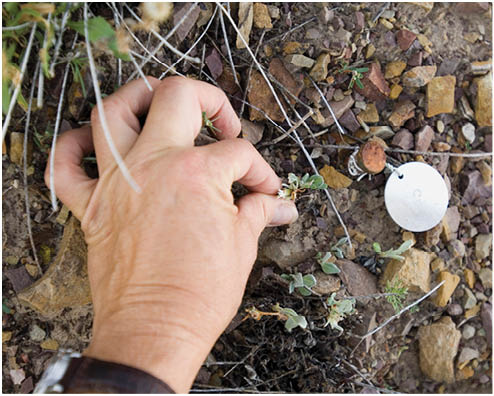 DBG research staff and BLM staff doing research on Eriogonum brandegeei Rydb, Brandegee's buckwheat  at Garden Fossil Park in Canon City, Colorado   Michelle DePrenger-Levin of DBG in gray t-shirt, Carol Winther of DBG in green, Carol Dawson, BLM Botanist for the State of Colorado in white t-shirt with printing, Dale Swenarton is a BLM intern in plain white t-shirt