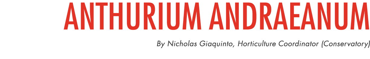 Anthurium andraeanum By Nicholas Giaquinto, Horticulture Coordinator (Conservatory) 