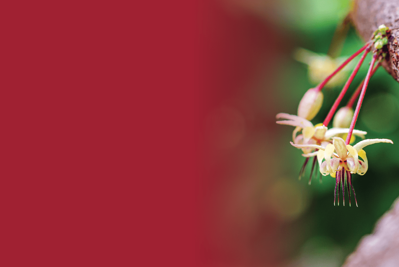 Cocoa flowers, cacao flowers on growing tree trunk close-up ,Cacao flowers on cocoa tree, macro
