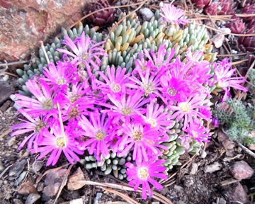 Delo sphalmanthoides