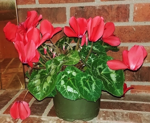 Cyclamen