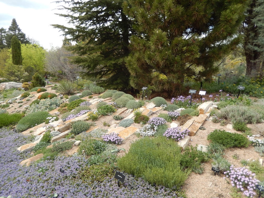 Crevice garden at the entrance to the Rock Alpine Garden