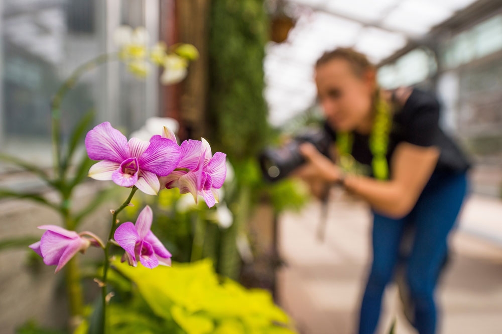 Orchid Showcase