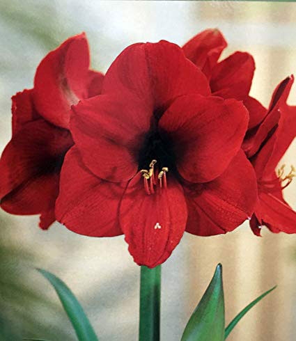 Amaryllis