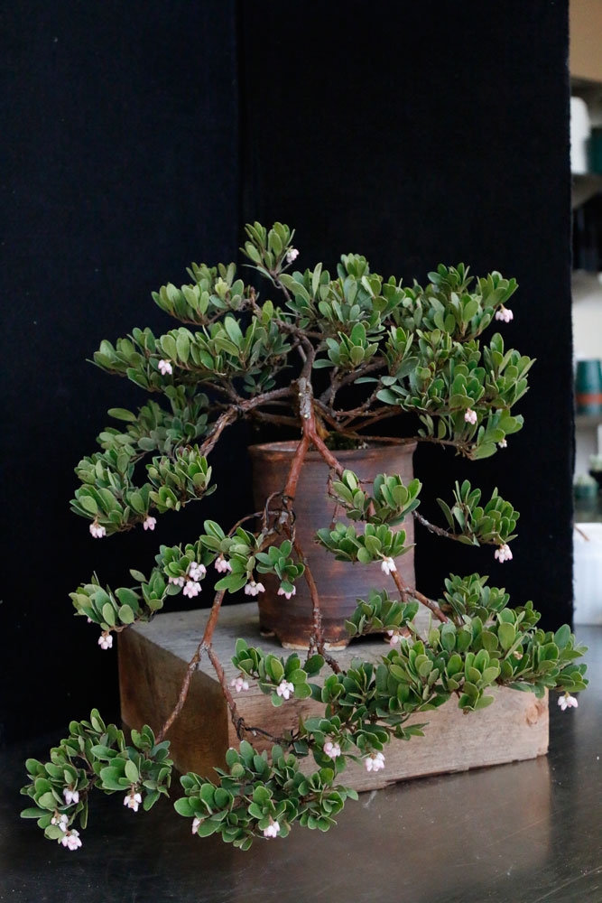 Arctostaphylos as bonsai, located in Marnie's Pavilion