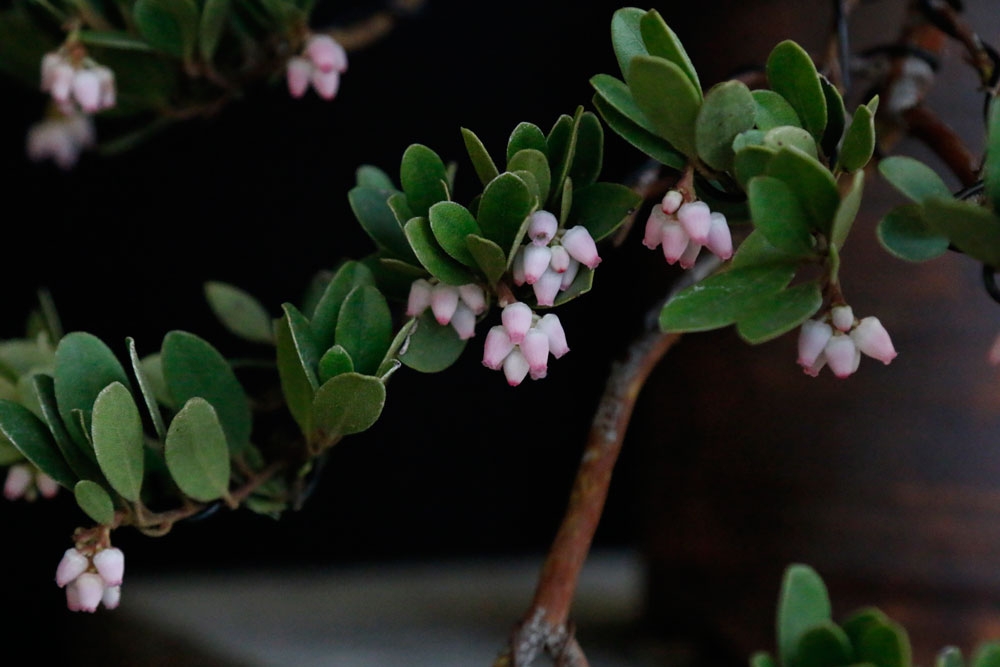 Arctostaphylos bonsai close up
