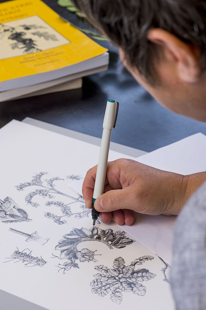 Botanical illustration