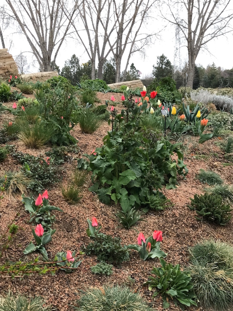 Tulipa ‘Toronto’ (foreground) and Tulipa mix ‘Emperor (background)