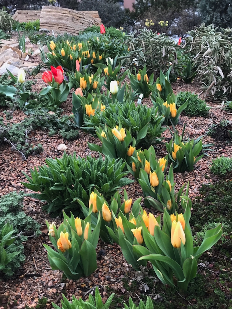 Tulipa praestans ‘Shogun’