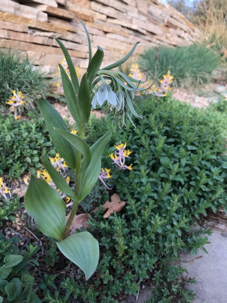 Fritillaria bucharica ‘Nurek Giant’
