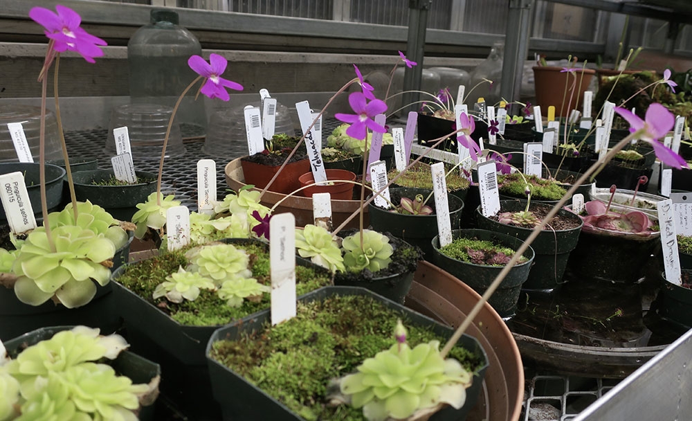 Butterworts Pinguicula
