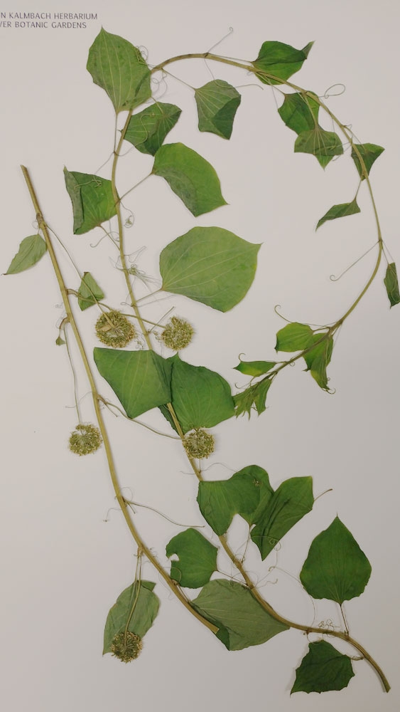 An uncommon native, the Blue Ridge carrion flower, found along the Canal in Waterton Canyon. 