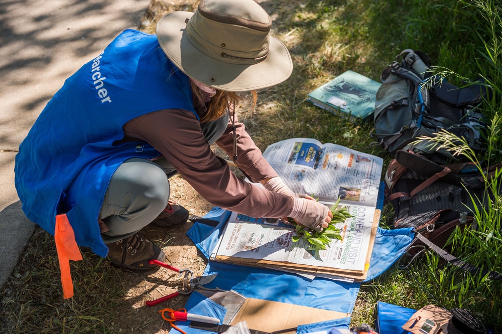 Collecting plant specimens from the High Line Canal Trail