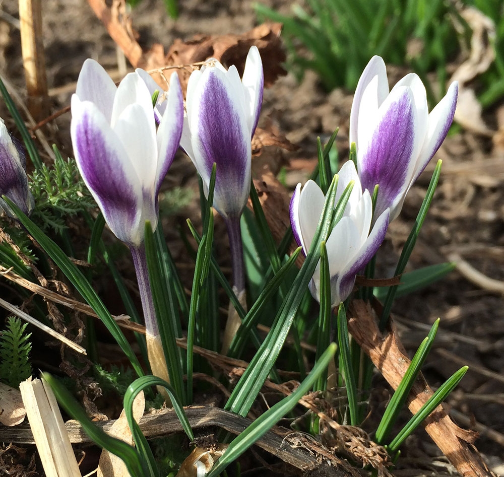 Crocus chrysanthus 'Ladykiller'