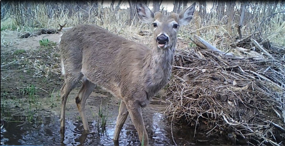 Whitetail Deer (Odocoileus virginianus) - Downstream camera - 5/3/2017, 6 a.m.