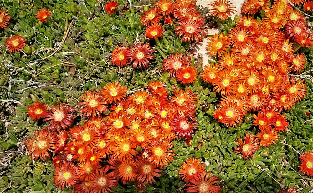 Delosperma GRANITA® Orange ice plant