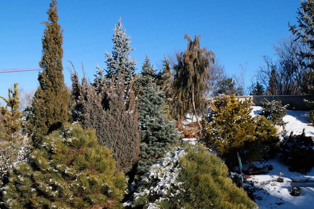 Dwarf Conifer Collection