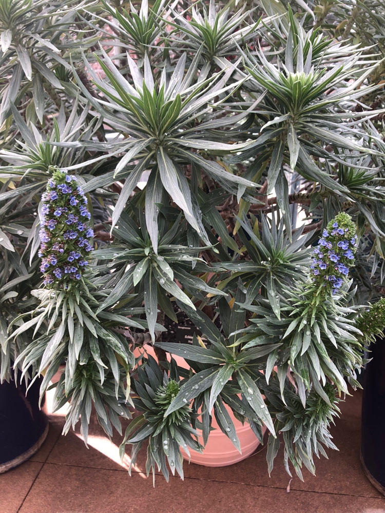 Echium candicans