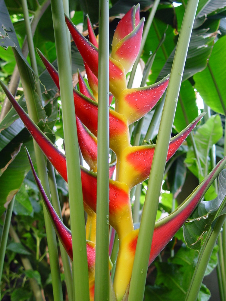 Heliconia orthotricha