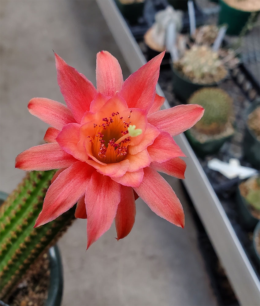 Hildewintera 'Engenhahn'