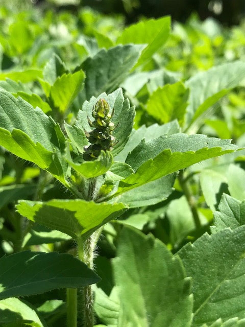 Holy Basil (Ocimum tenuiflorum) 