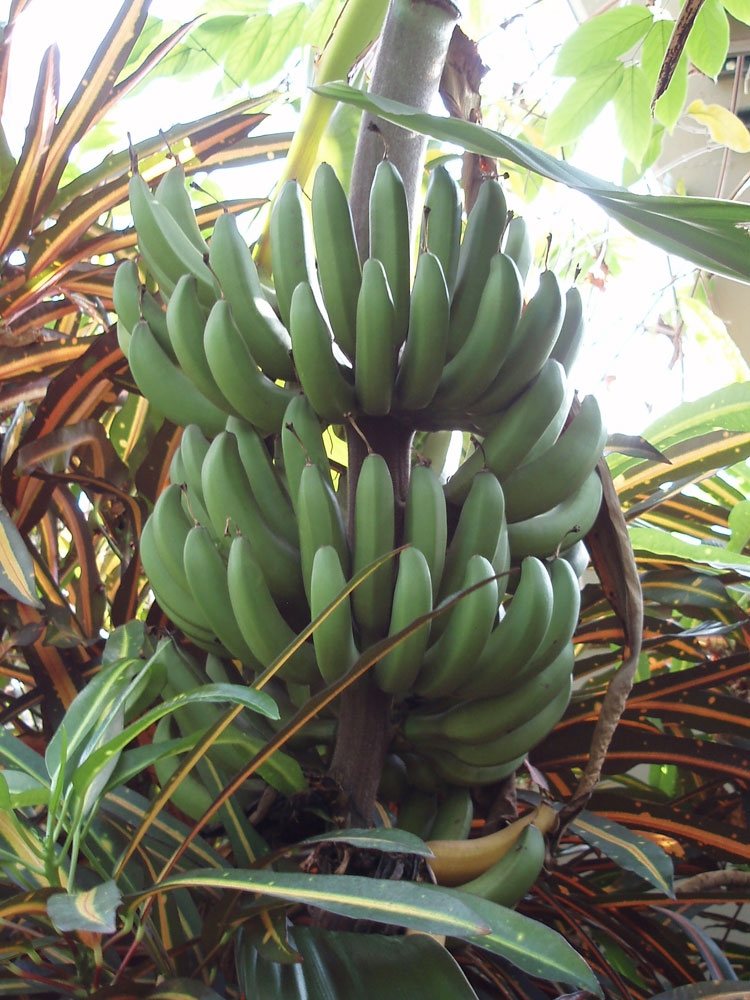 tropical collection gallery 5