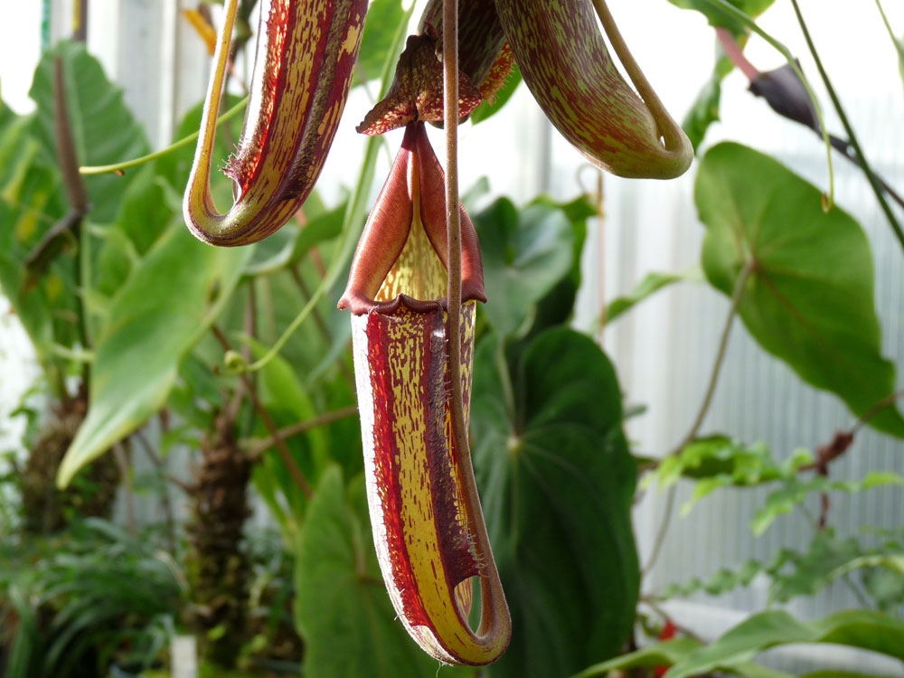 tropical collection gallery 6