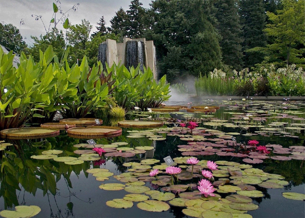Aquatic Pyramid Pond