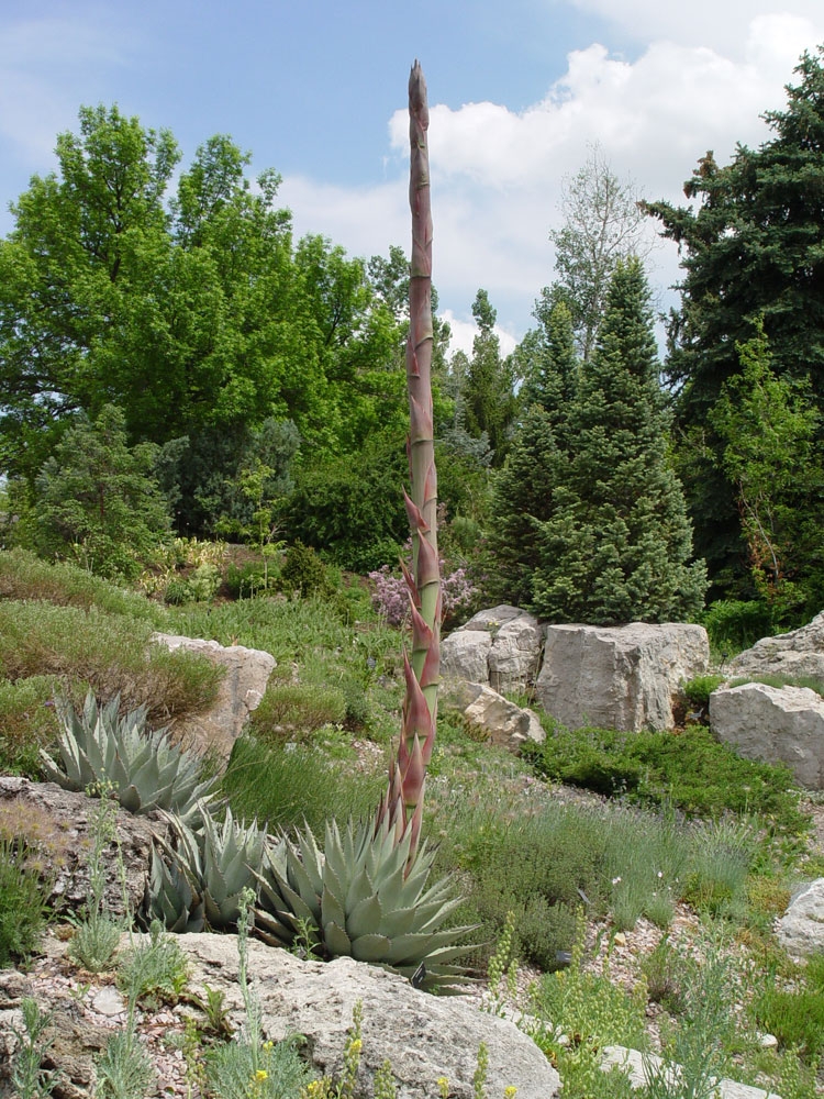Agave Neomexicana