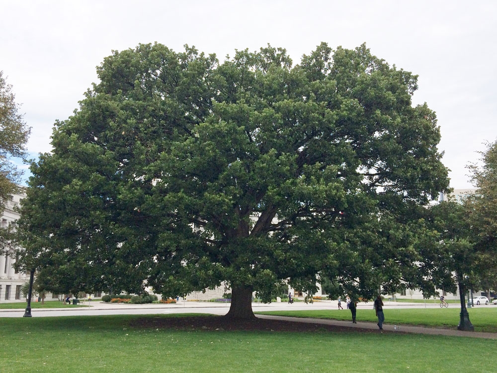 Bur oak (Quercus macrocarpa) near Denver Civic Center, 2017