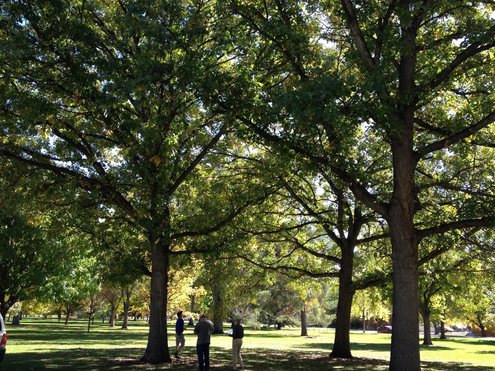 ata collection team measuring bur oaks (Quercus macrocarpa) in City Park