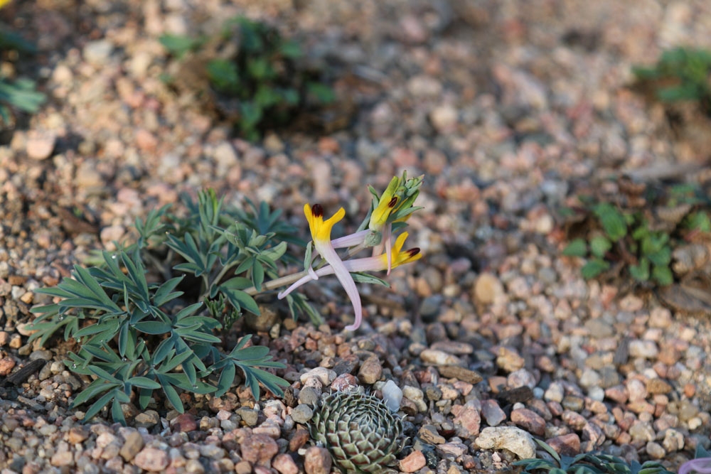 Corydalis Schanginii SSP Ainea and Orostachys Spinosa in the Central Asian Section of the Steppe Gallery