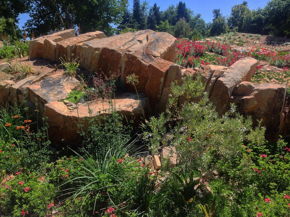 Cultivated South African Plants