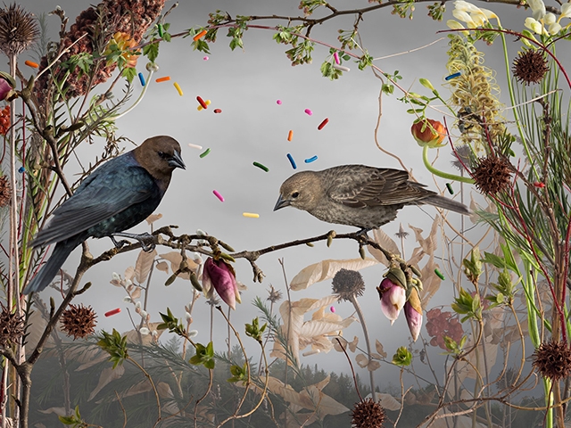 Jason DeMarte's, Cowbirds and Cake Sprinkles, 2015