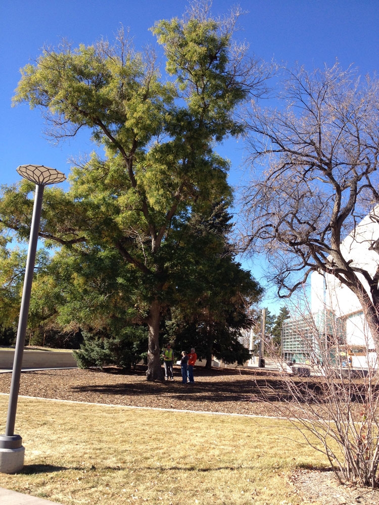 Japanese pagoda tree (Sophora japonica) by the Denver Museum of Nature and Science