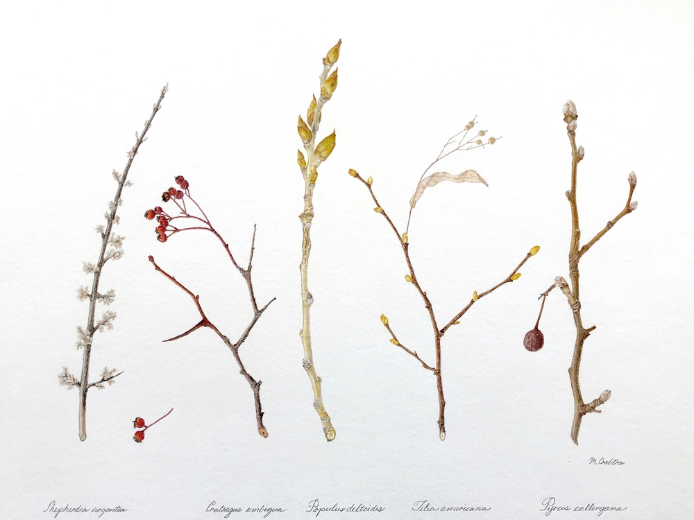 Colored pencil and ink drawing of twigs