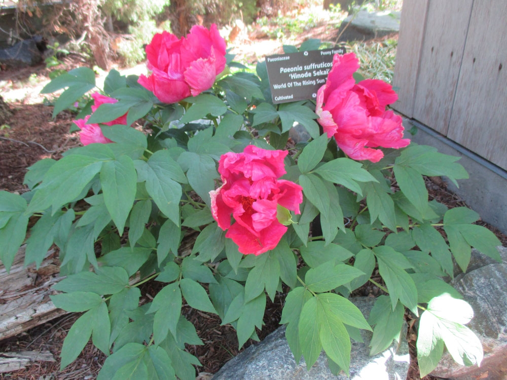 paeonia suffruticosa hinode sekai