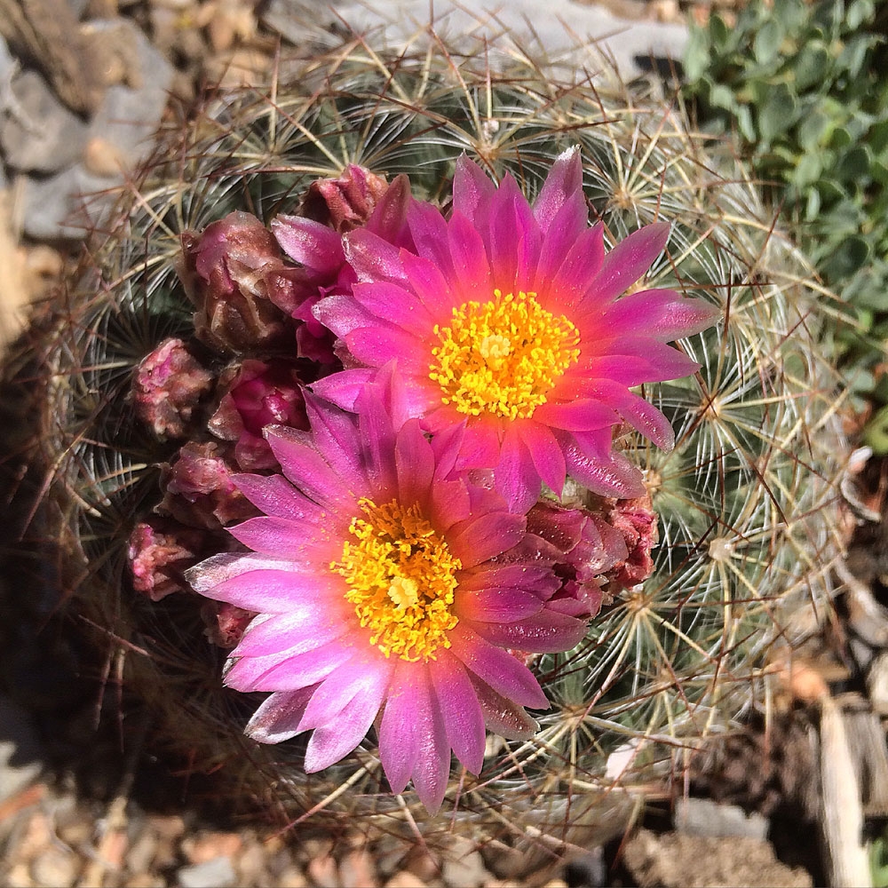 Pediocactus Simpsonii